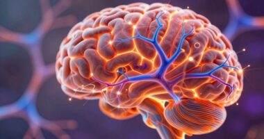 brain plasticity discovery