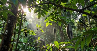 ecosystem sounds reveal diversity