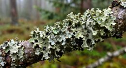 lichens environmental monitoring role
