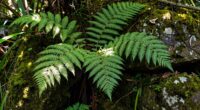 plant intelligence debate