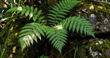 plant intelligence debate