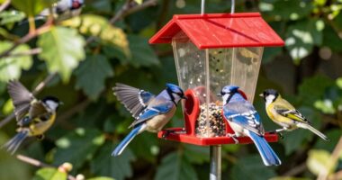 prioritize bird safety first