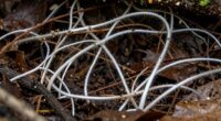 underground fungal communication