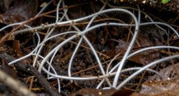 underground fungal communication