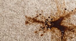 varied carpet cleaning results