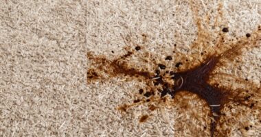 varied carpet cleaning results